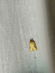 Acleris aspersana
