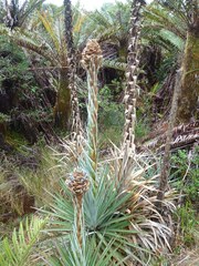 Puya dasylirioides