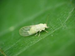 Cacopsylla mali