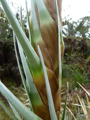 Puya dasylirioides