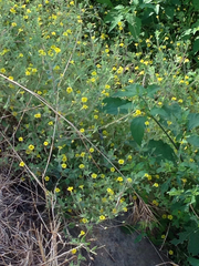 Erythranthe floribunda