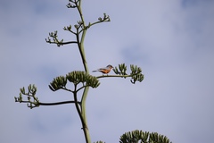 Melaenornis semipartitus