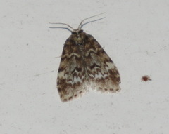 Scaphidriotis xylogramma