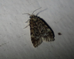 Scaphidriotis xylogramma