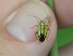 Poecilocapsus nigriger