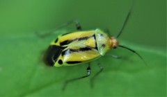 Poecilocapsus nigriger