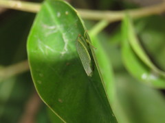 Hamana