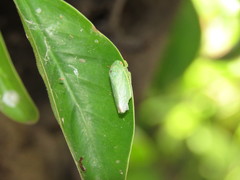 Hamana