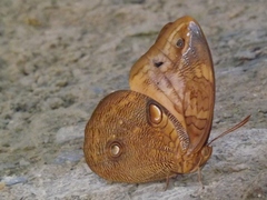 Opsiphanes boisduvallii
