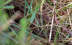 Vipera seoanei