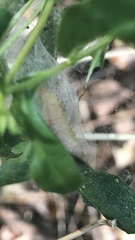 Argyrotaenia franciscana