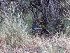 Meleagris gallopavo mexicana