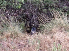 Meleagris gallopavo mexicana