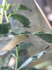 Argyrotaenia franciscana
