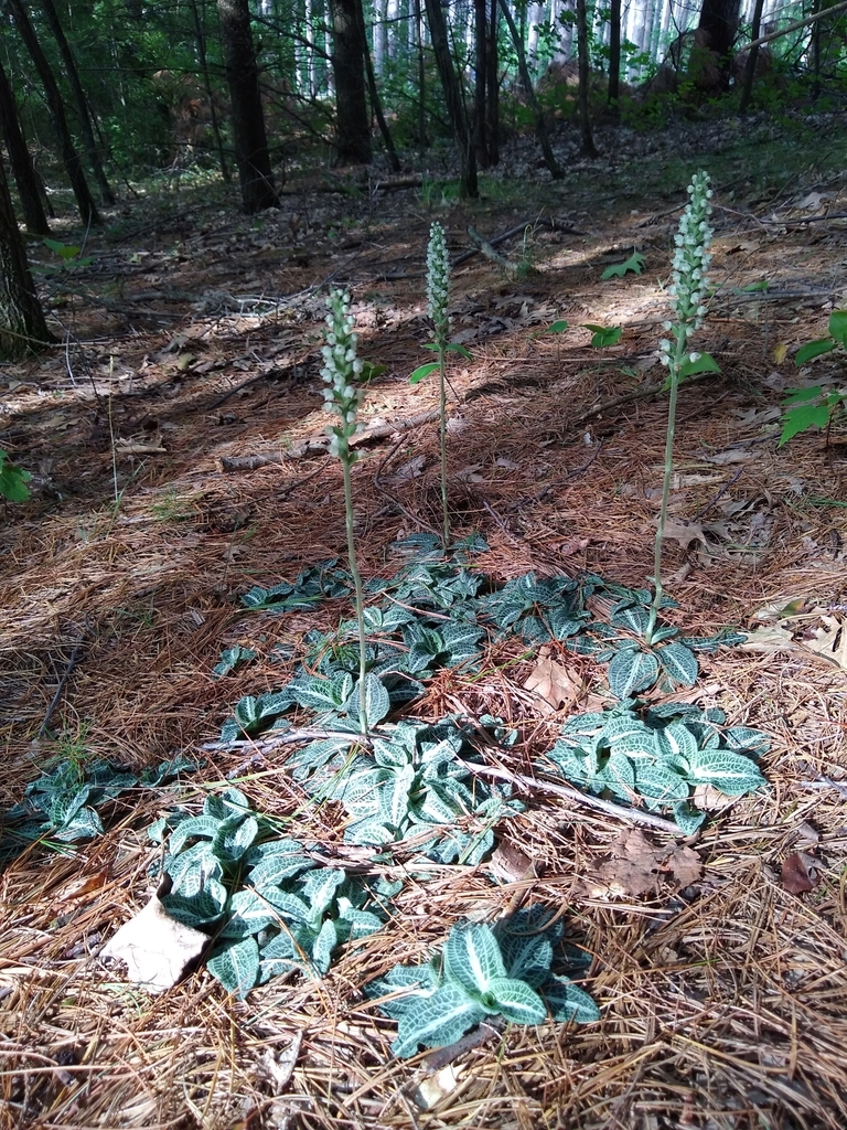 downy rattlesnake plantain from Belmont, WI, USA on August 3, 2020 at