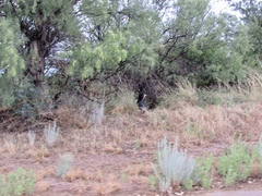 Meleagris gallopavo mexicana