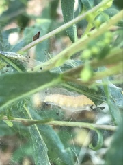Argyrotaenia franciscana