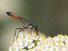 Ammophila heydeni