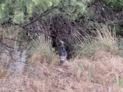 Meleagris gallopavo mexicana