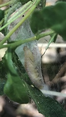 Argyrotaenia franciscana