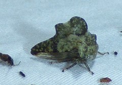 Telamonini