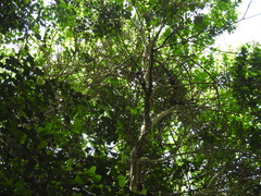 Myrcianthes fragrans