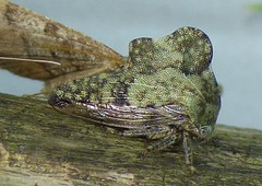 Heliria cornutula