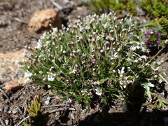 Cherleria