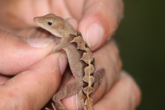 Anolis tropidonotus