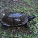 Gulf Coast Box Turtle - Photo (c) Dawson, some rights reserved (CC BY-SA)
