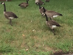 Branta canadensis