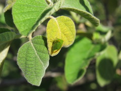 Cordia boissieri
