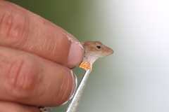 Anolis tropidonotus