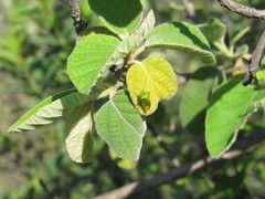 Cordia boissieri