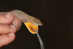 Anolis tropidonotus