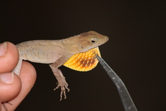 Anolis tropidonotus