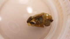 Glossosoma