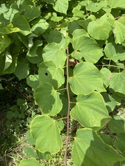 Cercis canadensis canadensis