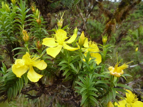 Hypericum irazuense (Hypericum irazuense)