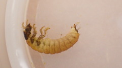 Glossosoma
