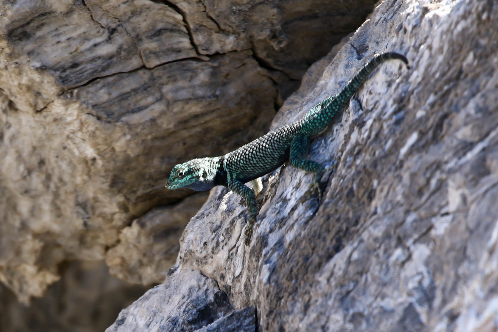 Lagoon Spiny Lizard (Sceloporus gadsdeni)