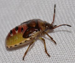 Elasmostethus interstinctus