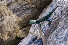 Sceloporus gadsdeni