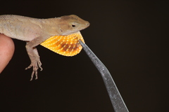 Anolis tropidonotus