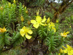 Hypericum irazuense