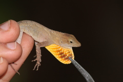 Anolis tropidonotus