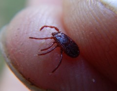 Rhipicephalus sanguineus