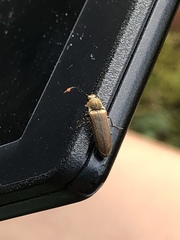 Campylomorphus serricornis
