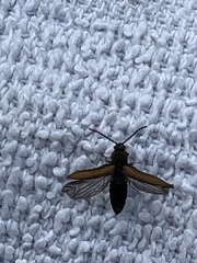 Campylomorphus serricornis