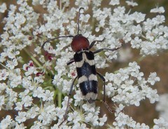 Chlorophorus trifasciatus